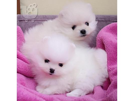 PoulaTo: Κουτάβια Pomeranian